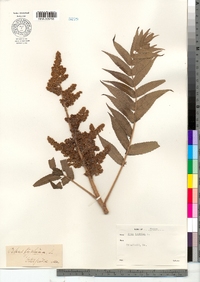 Rhus typhina image