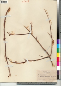 Acer spicatum image