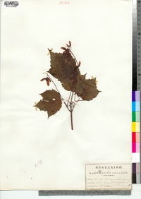 Acer spicatum image