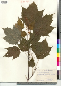 Acer spicatum image