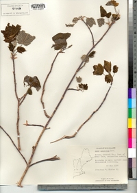 Acer spicatum image