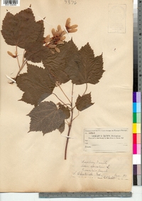 Acer spicatum image