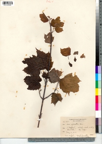 Acer spicatum image