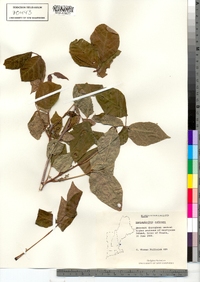 Toxicodendron radicans image