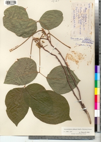 Toxicodendron rydbergii image