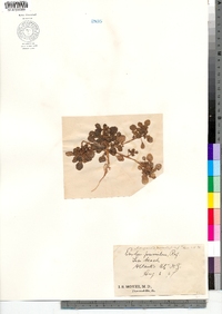 Image of Amaranthus pumilus