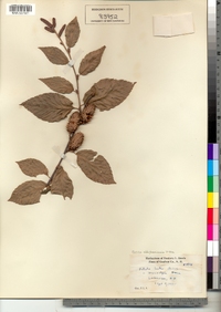 Betula alleghaniensis image