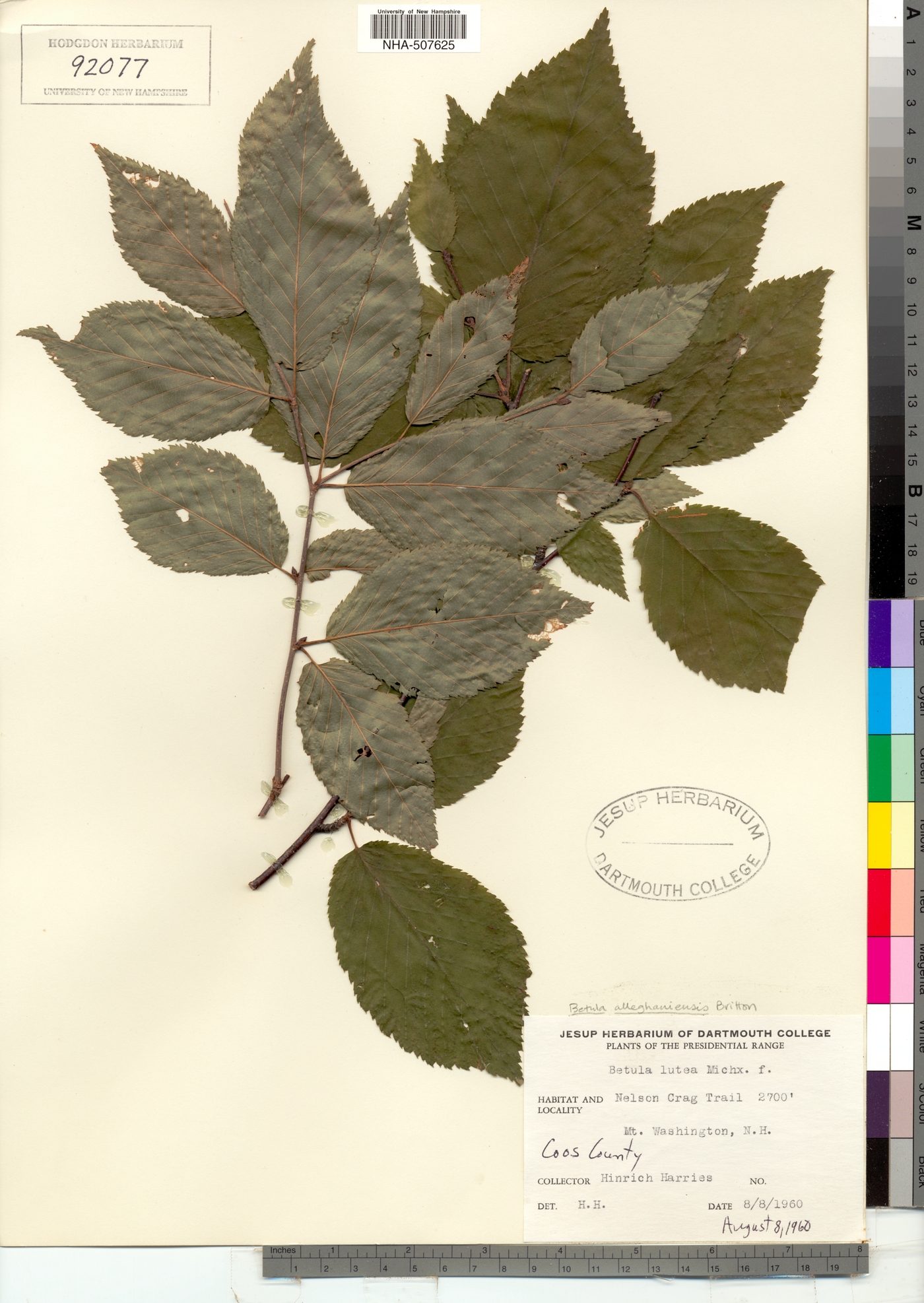 Betula alleghaniensis image