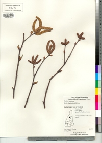 Betula alleghaniensis image