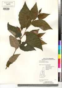 Betula alleghaniensis image