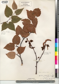 Betula papyrifera var. cordifolia image