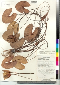 Image of Nymphaea jamesoniana
