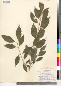 Euonymus europaeus image