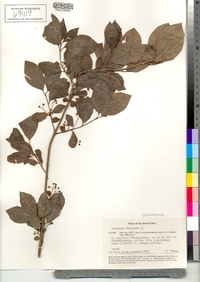 Euonymus europaeus image