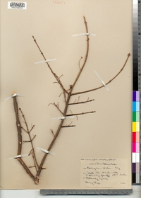 Euonymus alatus image