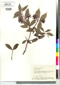 Calycanthus floridus image