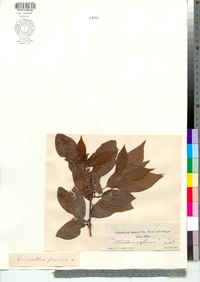 Calycanthus floridus image