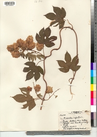 Humulus lupulus image