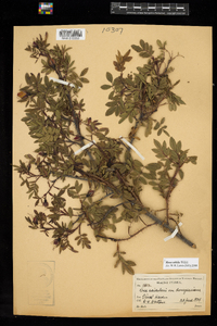 Rosa nitida image