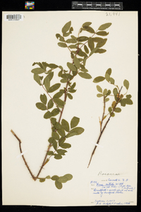 Rosa nitida image