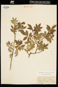 Rosa nitida image