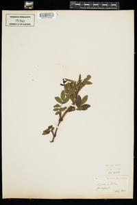 Rosa nitida image