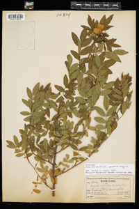 Rosa nitida image