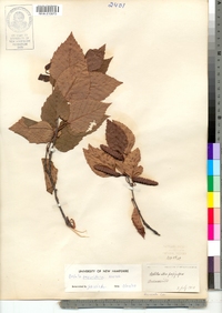 Betula papyrifera image