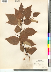 Betula papyrifera image