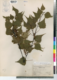 Betula populifolia image