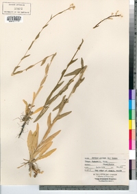 Arabis glabra image