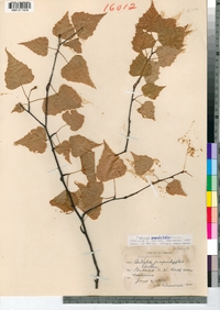 Betula populifolia image