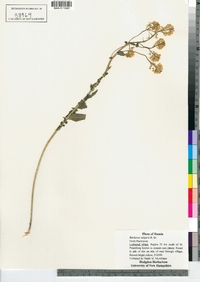 Barbarea vulgaris image