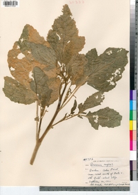 Brassica nigra image