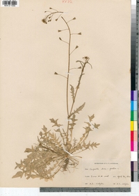 Capsella bursa-pastoris image