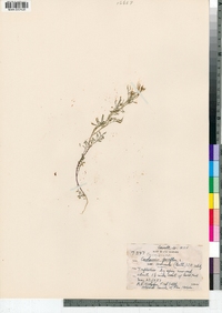 Cardamine parviflora var. arenicola image