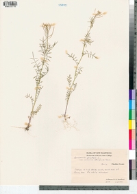 Cardamine parviflora var. arenicola image