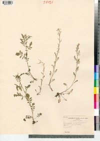 Cardamine pensylvanica image