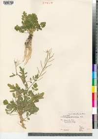 Cardamine pensylvanica image