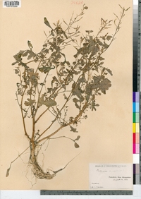 Cardamine pensylvanica image