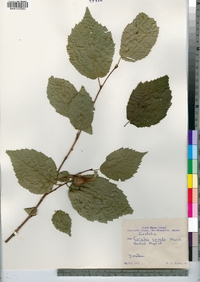 Corylus cornuta image