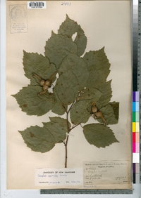 Corylus cornuta image