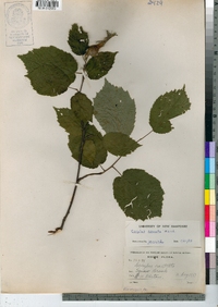 Corylus cornuta image