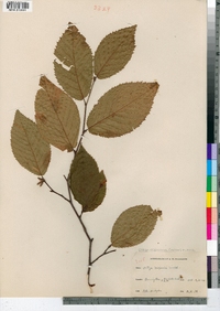 Ostrya virginiana image