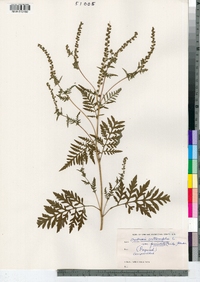 Ambrosia artemisiifolia image