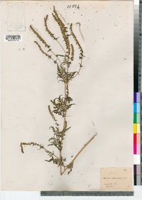 Ambrosia artemisiifolia image