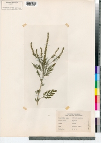 Ambrosia artemisiifolia image