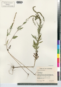 Ambrosia artemisiifolia image