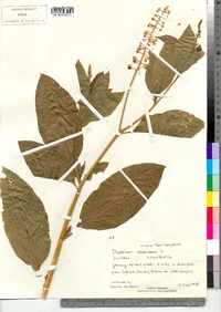 Phytolacca americana image