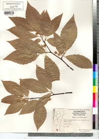 Fagus grandifolia image